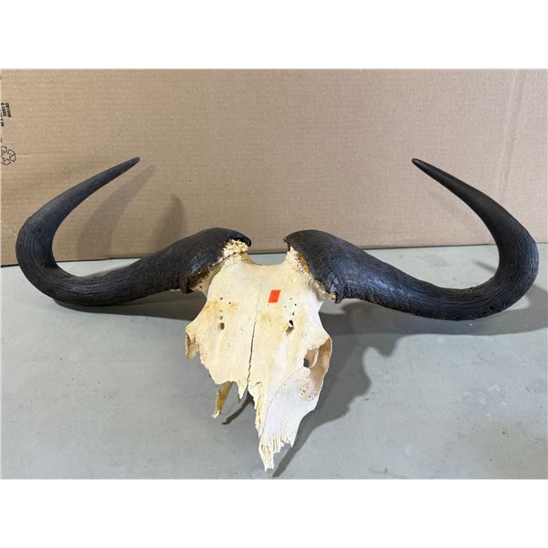 Water Buffalo Skull With Antlers