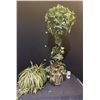 Image 1 : 2 Artificial plants