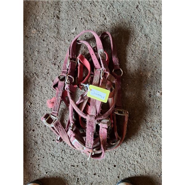(4) XL Web Halters