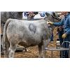 Image 1 : Winner's Brand ProTouch Smoke Gray Paint, 11x283g