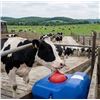 Image 1 : Canarm EF40C Energy Free Poly Waterer