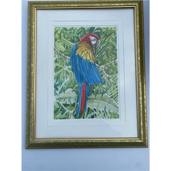 Framed Watercolour Parrot Artwork by Paul Lajoie 19.5x15.5 in