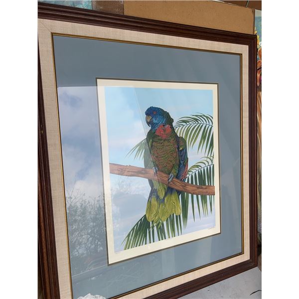 Dallas Welch 1980 St. Lucia Parrot Limited Edition Print 163/200 Framed