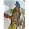 Image 3 : Dallas Welch 1980 St. Lucia Parrot Limited Edition Print 163/200 Framed