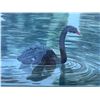Image 2 : Paul Lalande Framed Painting of Black Swan, 20.5x16.5" Artwork