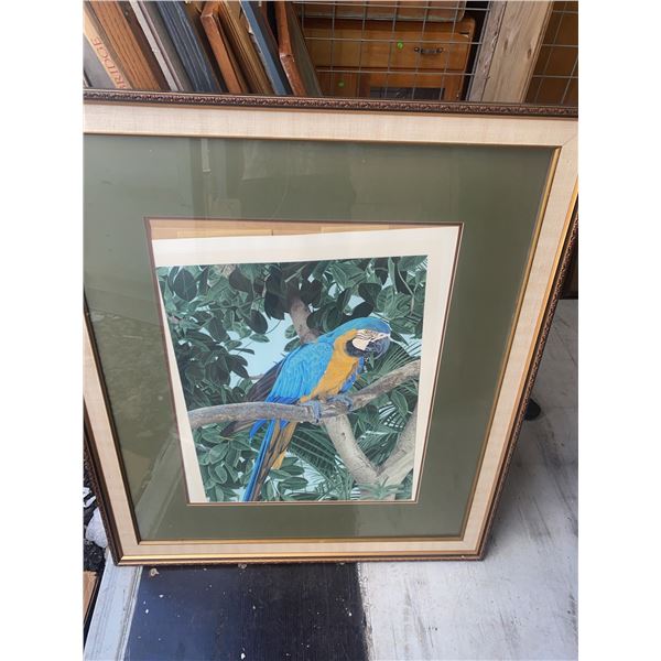 Framed Macaw Parrot Art Print By Dallas E. John, 36.5" x 43" Frame