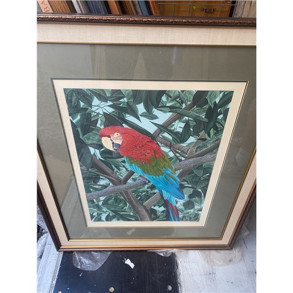 Green-Winged Macaw Framed Print by Dallas E. John, 1980, 33.5 x 39.5 in