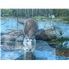 Image 2 : Paul Lalande Signed Raccoon Painting, 22x20, Framed 28x26.5