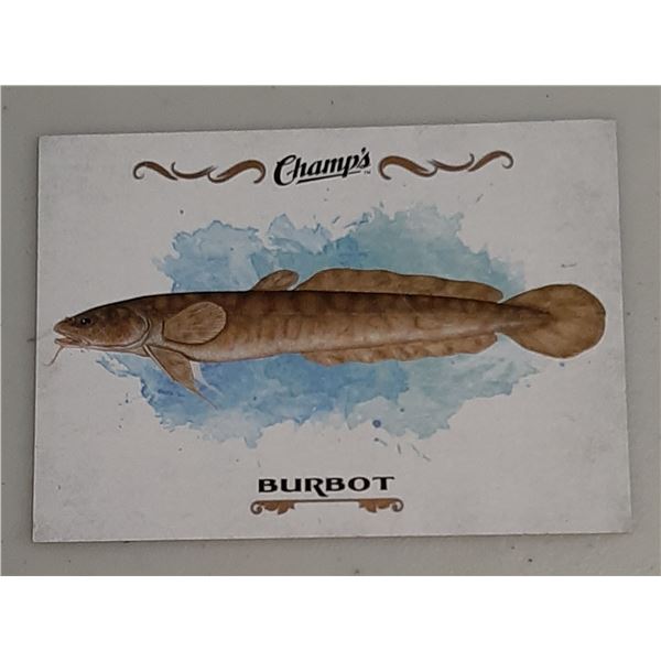 2015-16 Champ's Fish card F-15 Burbot