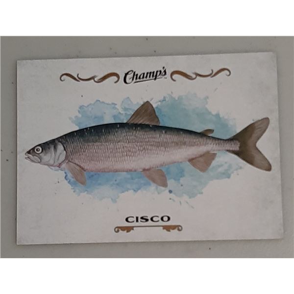 2015-16 Champ's Fish card F-11 Cisco