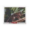 Image 2 : A Set of "Jungle Cat" Lobby Cards.