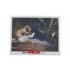 Image 7 : A Set of "Jungle Cat" Lobby Cards.