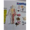 Image 3 : Squishy Human Body Model