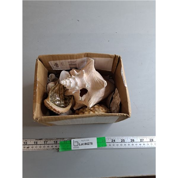 Lot of Decorative Seashells