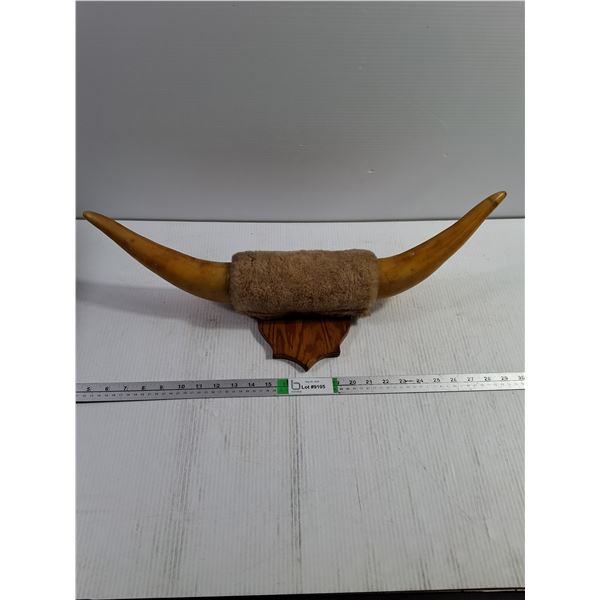 Vintage-Style Bull Horn Wall Mount on Wood Plaque