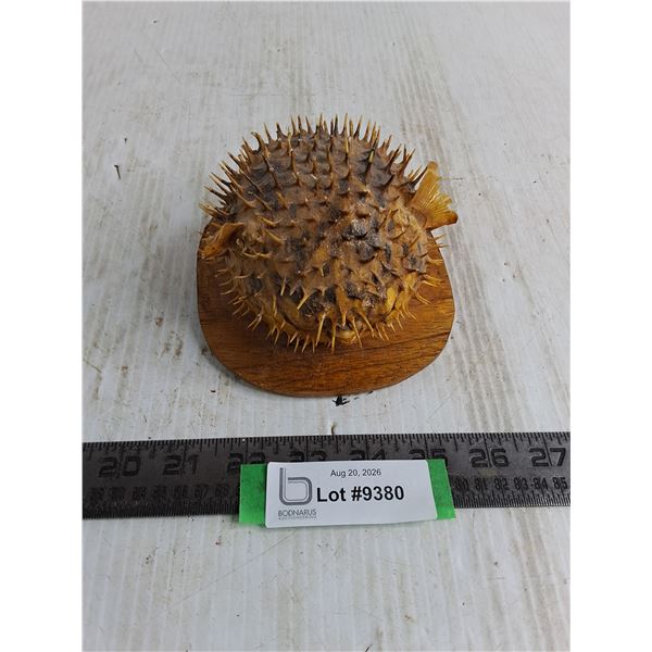 Preserved & Mounted Puffer Fish