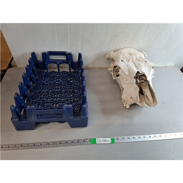 PBG Plastic Crate 19" x 12" x 5.5" & Cow Skull 19" Long- Can't Ship