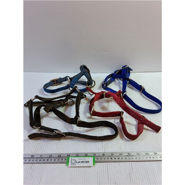 Young Horse Halters (4)