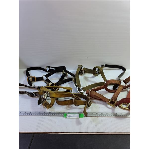 Horse Halters (4)