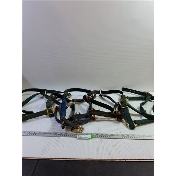 Horse Halters (4)