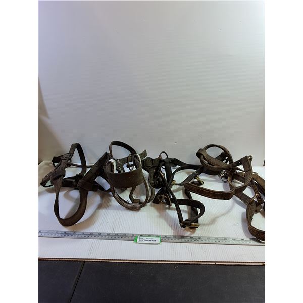 Draft Horse H-D Bridle and Halters