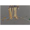 Image 7 : CHOCTAW PAINTING (GARY WHITE DEER)