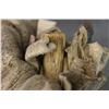 Image 9 : NAVAJO MEDICINE BUNDLE
