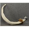 Image 5 : ZUNI ANTLER FETISH
