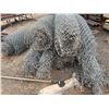 Image 3 : Multiple Rolls Chain Link Fencing 98"W