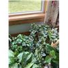 Image 2 : Decorative Artificial Plants