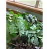 Image 3 : Decorative Artificial Plants
