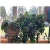 Image 3 : Three Potted Houseplants