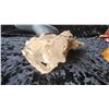 Image 9 : Wood Animals A