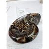 Image 2 : S2 Devonian Goniatite Fossil A