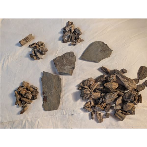 Fossils and Petrified Wood Pieces