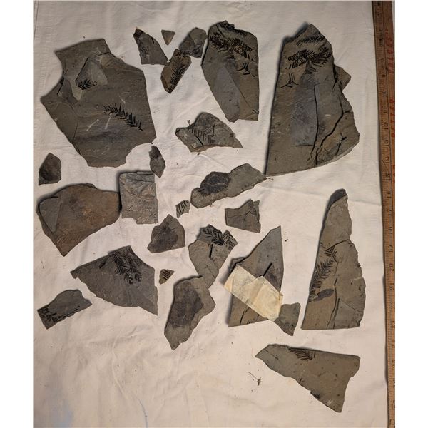 Geological Formations & Fossils / Artifacts & Tools
