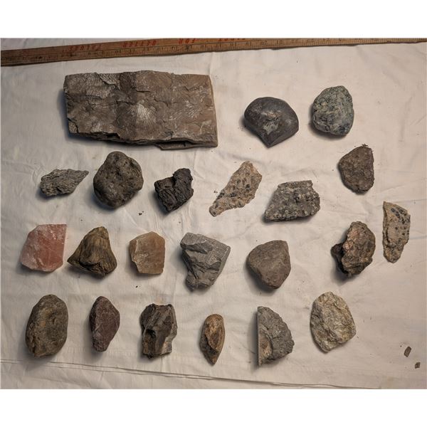Geological Formations & Fossil Ferns