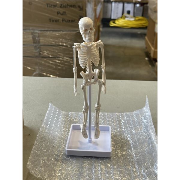 5 NEW ANATOMY LABS HUMAN BONES MODEL