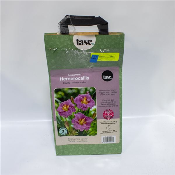 TASC ENTRAPMENT HEMEROCALLIS DAYLILY BULBS