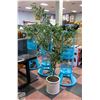 Image 1 : 6FT ARTIFICIAL OLIVE TREE (OFF-WHITE COLOUR POT)
