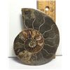 Image 1 : 6)  NATURAL 85.4 GRAM AMMONITE