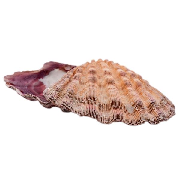Natural Purple Ribbed Bivalve Seashell Specimen