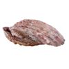 Image 4 : Natural Purple Ribbed Bivalve Seashell Specimen