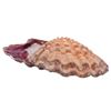 Image 5 : Natural Purple Ribbed Bivalve Seashell Specimen