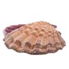 Image 6 : Natural Purple Ribbed Bivalve Seashell Specimen