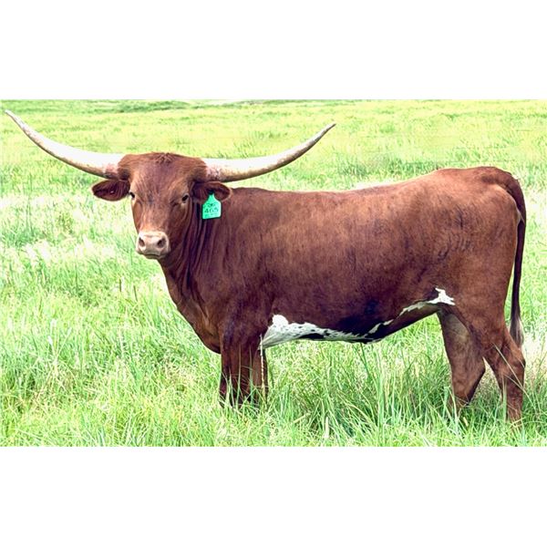 GLR ROYAL DANICA GAL