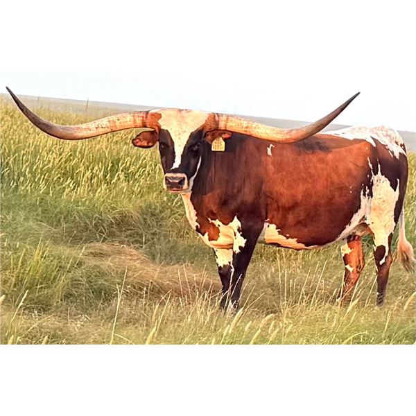 GLR TEXANA ROYALE