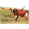 Image 1 : GLR TEXANA ROYALE