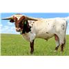 Image 1 : Scratch - TAURUS GLR