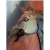 Image 8 : Horse Motif Decor: Brass Figurine Set, Brass Bottle Opener, Metal Wall Art, Pen Stand